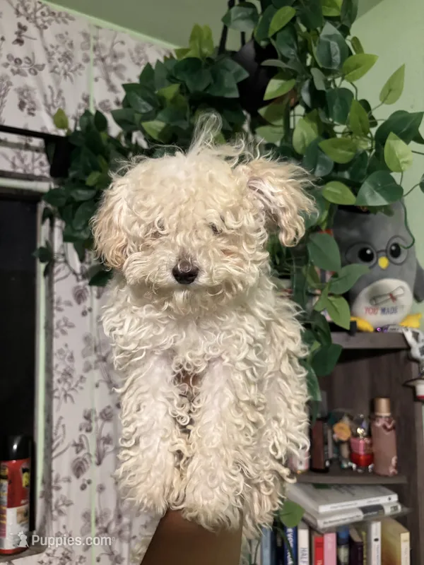 Noodle – Maltipoo puppy for sale in Los Angeles, CA