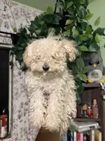 Noodle, a female Maltipoo for sale in Los Angeles, CA – 1 of 6