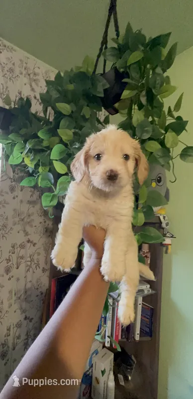 Green Bean – Maltipoo puppy for sale in Los Angeles, CA
