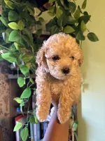 Bear, a male Maltipoo for sale in Los Angeles, CA – 2 of 4