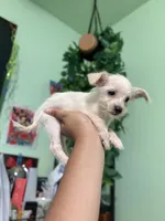 Mini, a female Jack Russell Terrier and Chihuahua for sale in Los Angeles, CA – 2 of 5