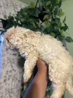 Jax, a male Maltipoo for sale in Los Angeles, CA – 3 of 4