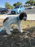Horse, a male Poodle - Standard  for sale in Los Angeles, CA – 8 of 8