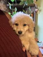 Kona, a male Maltipoo for sale in Los Angeles, CA – 1 of 4
