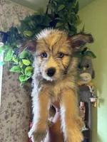 Onyx, a male Pomsky for sale in Los Angeles, CA – 1 of 6