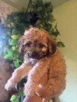Kai, a male Maltipoo for sale in Los Angeles, CA – 5 of 6