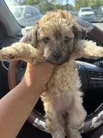 Brownie, a female Yorkipoo for sale in Los Angeles, CA – 2 of 8