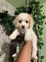 Princess , a female Maltipoo for sale in Los Angeles, CA – Photo 2 of 4