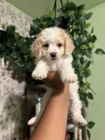 Princess , a female Maltipoo for sale in Los Angeles, CA – Photo 1 of 4