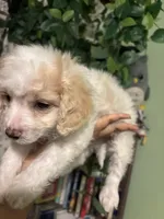 Princess , a female Maltipoo for sale in Los Angeles, CA – Photo 4 of 4