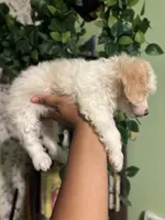 Princess , a female Maltipoo for sale in Los Angeles, CA – Photo 3 of 4