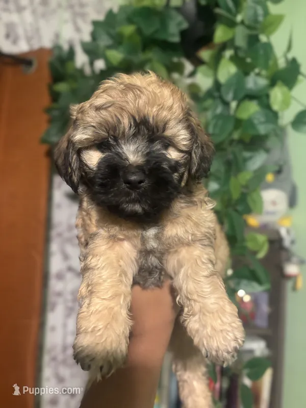 Brownie – Yorkipoo puppy for sale in Los Angeles, CA