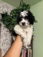 Oreo, a male Maltipoo for sale in Los Angeles, CA – 4 of 5