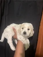 Milo, a male Maltipoo for sale in Los Angeles, CA – 2 of 3