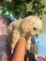 Paris, a female Miniature Goldendoodle for sale in Los Angeles, CA – 3 of 4