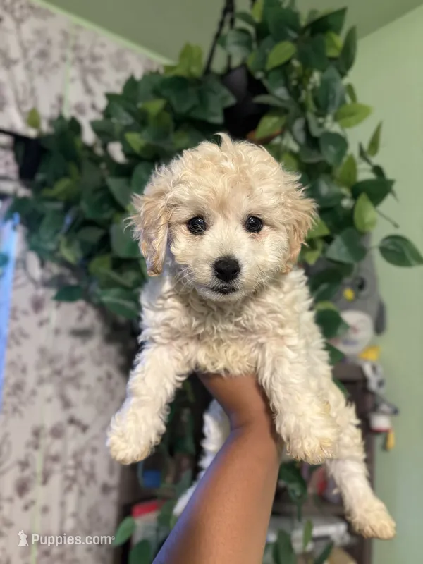 Jax – Maltipoo puppy for sale in Los Angeles, CA