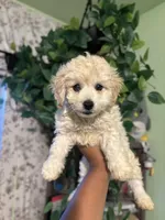 Jax, a male Maltipoo for sale in Los Angeles, CA – 1 of 4