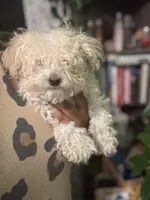 Noodle, a female Maltipoo for sale in Los Angeles, CA – 3 of 6