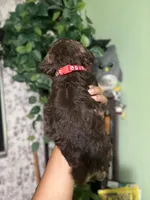 Red, a male Maltipoo for sale in Los Angeles, CA – 3 of 3