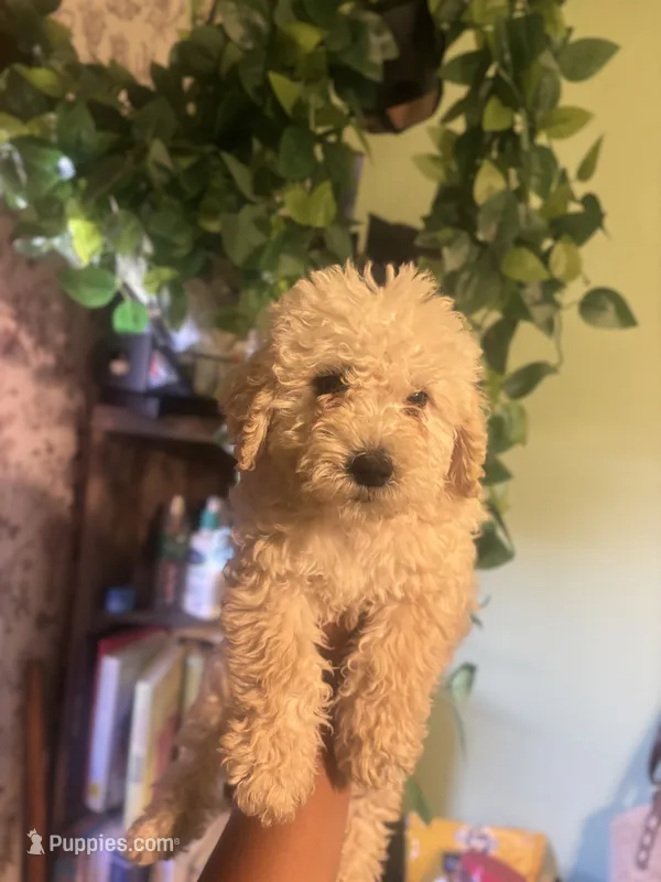 Paris – Miniature Goldendoodle puppy for sale in Los Angeles, CA