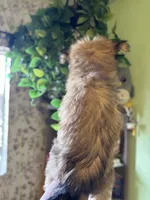 Athena, a female Pomsky for sale in Los Angeles, CA – 8 of 8
