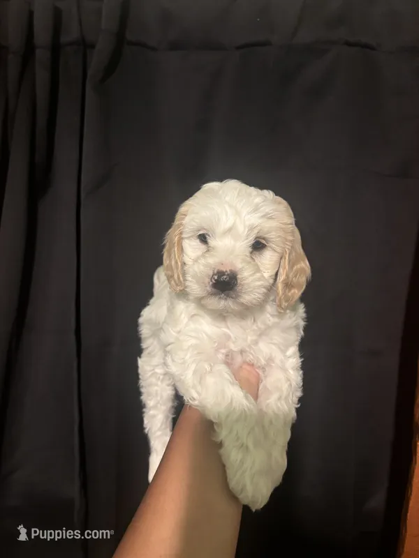 Teddy – Maltipoo puppy for sale in Los Angeles, CA