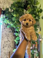 Coco, a male Maltipoo for sale in Los Angeles, CA – 2 of 4