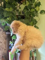 Mills, a male Maltipoo for sale in Los Angeles, CA – 3 of 3