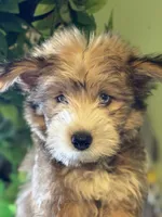Athena, a female Pomsky for sale in Los Angeles, CA – 6 of 8