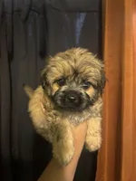 Max, a male Yorkipoo for sale in Los Angeles, CA – 1 of 3