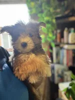 Athena, a female Pomsky for sale in Los Angeles, CA – 5 of 8