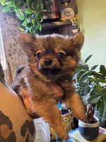 Wolfie, a male Pomchi for sale in Los Angeles, CA – 3 of 3