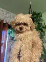 Butters, a male Maltipoo for sale in Los Angeles, CA – 2 of 3