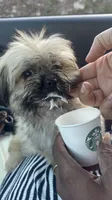 Mixie, a female Yorkipoo for sale in Los Angeles, CA – 3 of 5