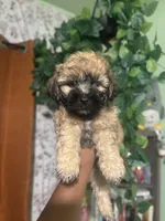 Brownie, a male Yorkipoo for sale in Los Angeles, CA – 2 of 3