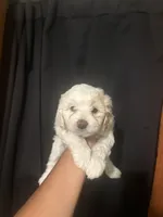 Pixie , a male Maltipoo for sale in Los Angeles, CA – 3 of 3