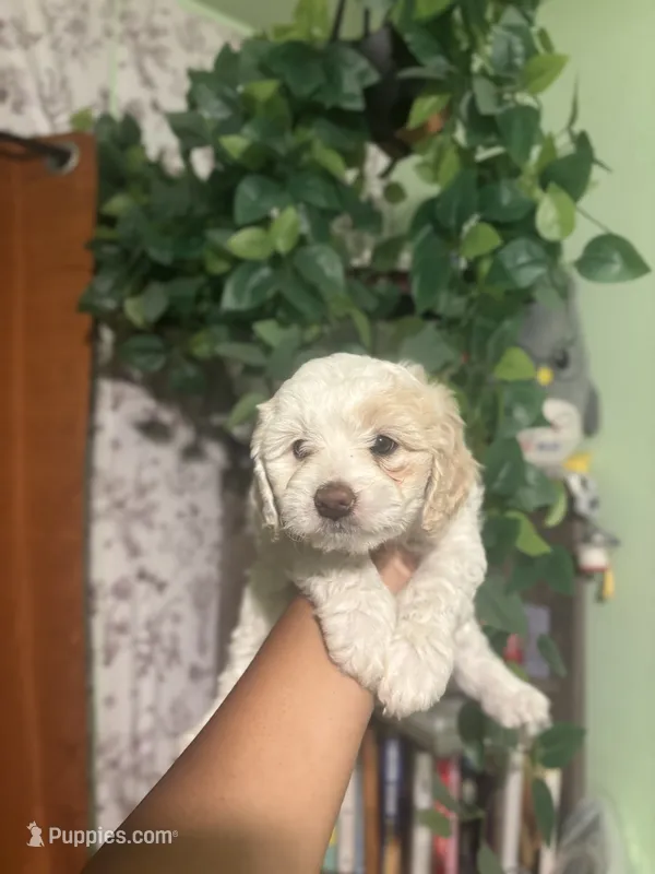 Mila – Maltipoo puppy for sale in Los Angeles, CA