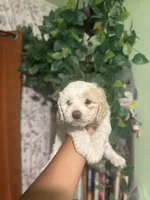 Mila, a female Maltipoo for sale in Los Angeles, CA – 1 of 3