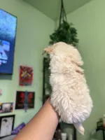Charlie , a male Maltipoo for sale in Los Angeles, CA – 5 of 6
