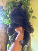 Panther , a male Miniature Goldendoodle for sale in Los Angeles, CA – 4 of 5
