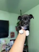 Panther, a male Jack Russell Terrier and Chihuahua for sale in Los Angeles, CA – 5 of 5