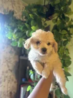 Kora, a female Maltipoo for sale in Los Angeles, CA – 3 of 5