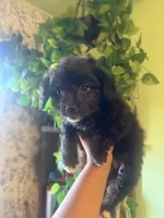 Koda, a male Maltipoo for sale in Los Angeles, CA – 4 of 4