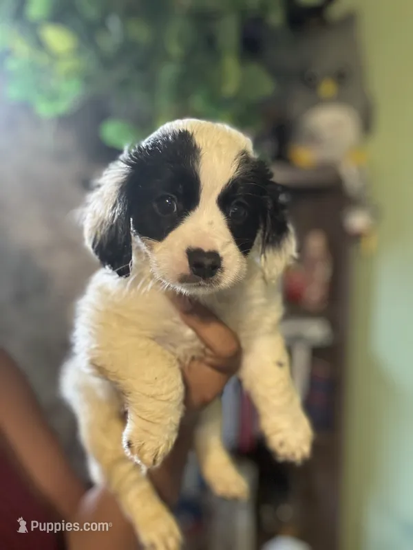 Snoopy – Maltipoo puppy for sale in Los Angeles, CA
