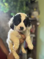 Snoopy, a male Maltipoo for sale in Los Angeles, CA – 1 of 3