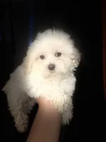 Miles, a male Maltipoo for sale in Los Angeles, CA – 6 of 6