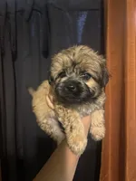 Kirby , a male Yorkipoo for sale in Los Angeles, CA – 2 of 2