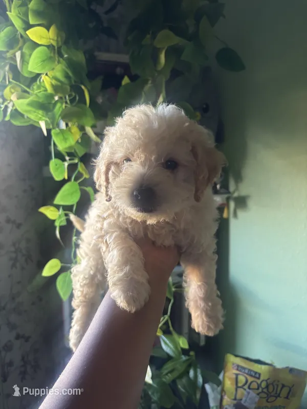 Fin – Maltipoo puppy for sale in Los Angeles, CA
