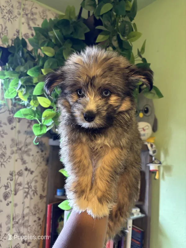 Storm – Pomsky puppy for sale in Los Angeles, CA