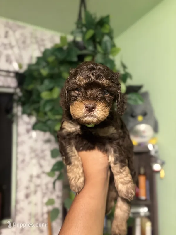 Lime 🍋‍🟩  – Maltipoo puppy for sale in Los Angeles, CA